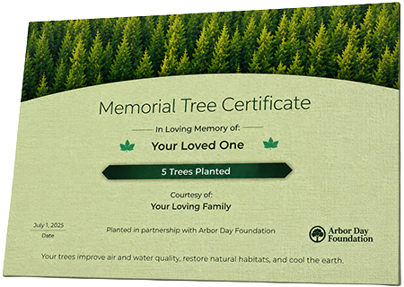 Plant Trees in Memory of John Anthony Johnson